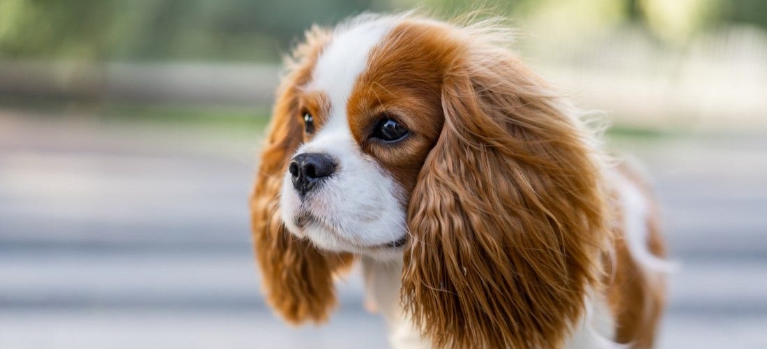 Understanding Hereditary Conditions in Dogs PetPlace