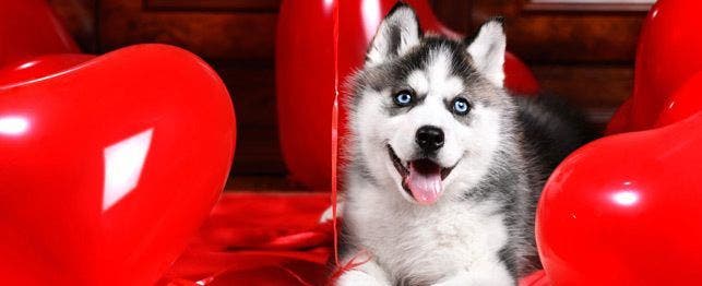 reverse sneezing in dogs