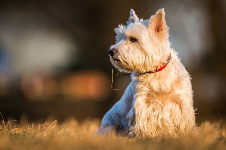 structure of pancreas in dogs