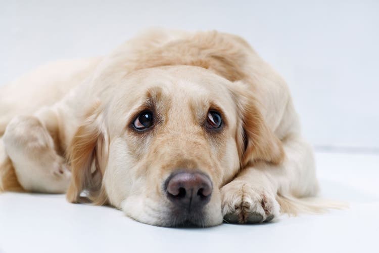 acute cystitis in dogs