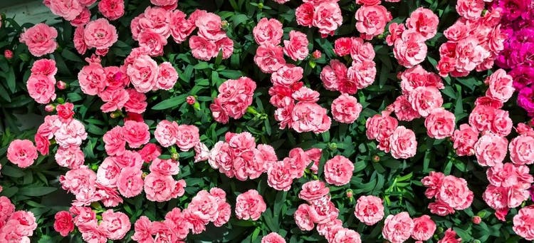 Carnations are potentially dangerous for dogs.