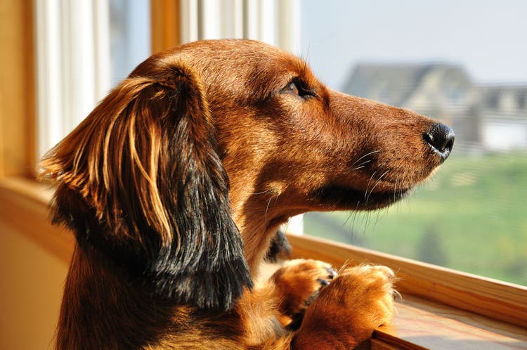 Tachypnea in dogs