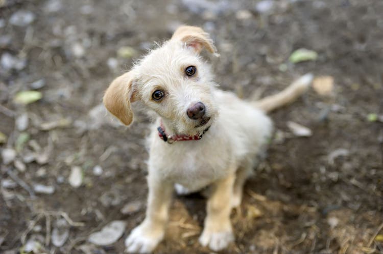 blood in dog's stool