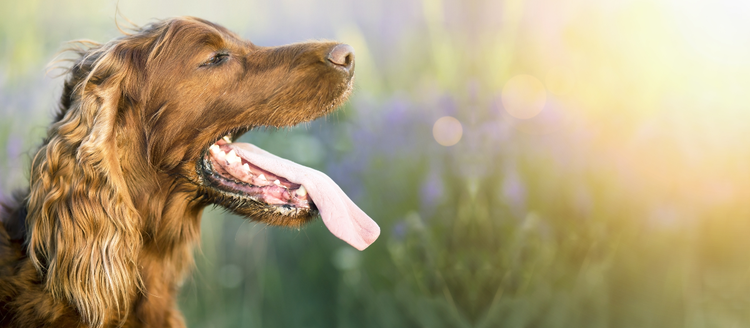 A brown-haired dog pants in the sunlight