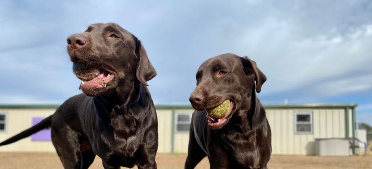 Two siblings found through dog DNA testing.