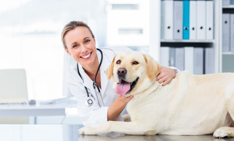 abdominal distension in dogs