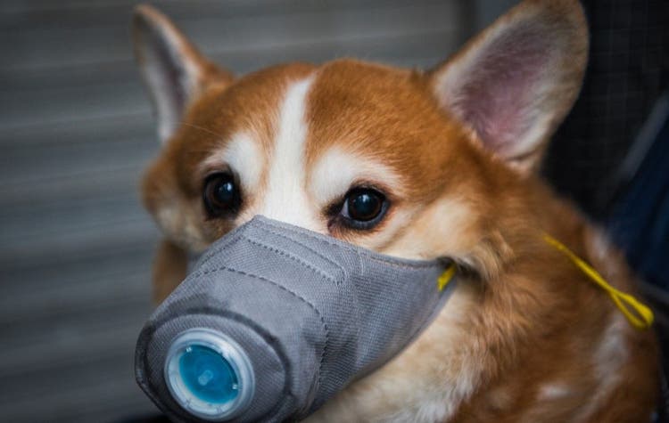 Dog wearing protective mask.