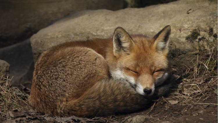 Wild Animals and Pet Safety