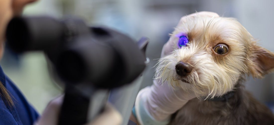 Glaucoma in Dogs: Symptoms, Treatment & Pet Insurance Coverage ...