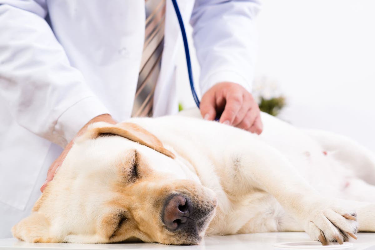 Acetaminophen (Tylenol) Toxicity In Dogs | Petplace.Com