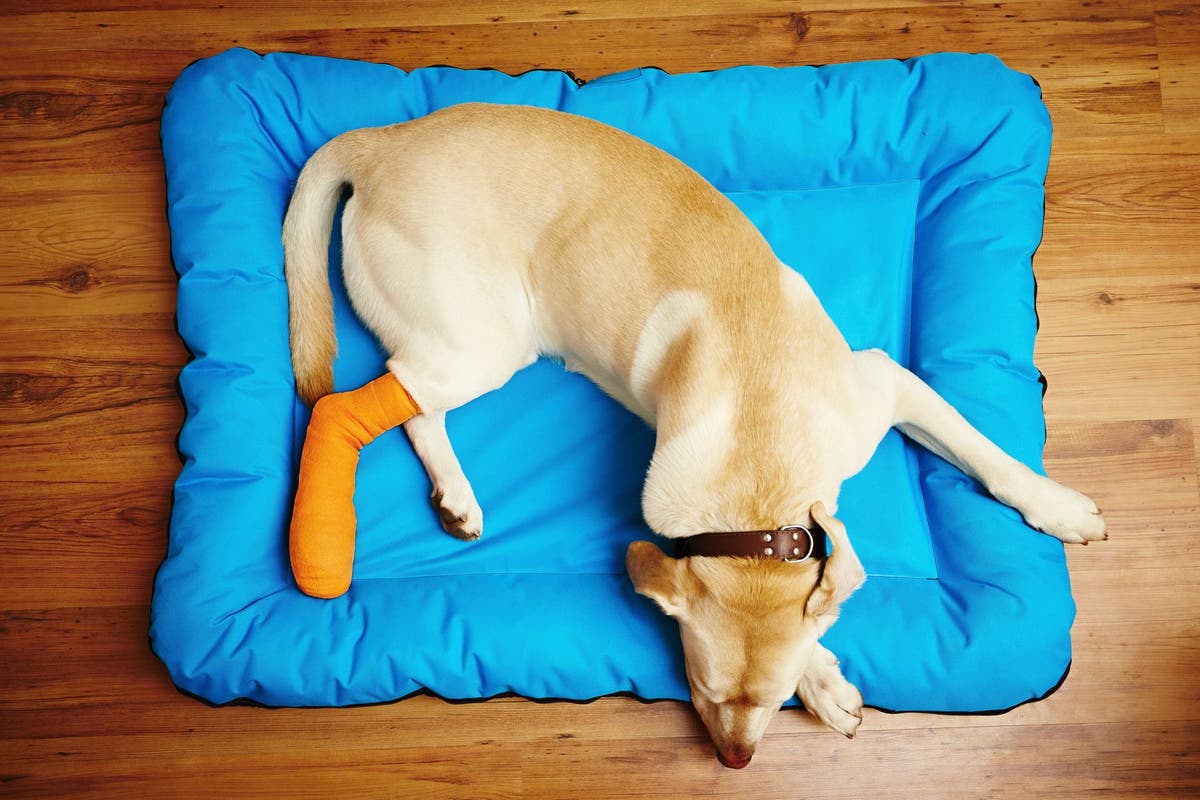 Dog broken deals femur