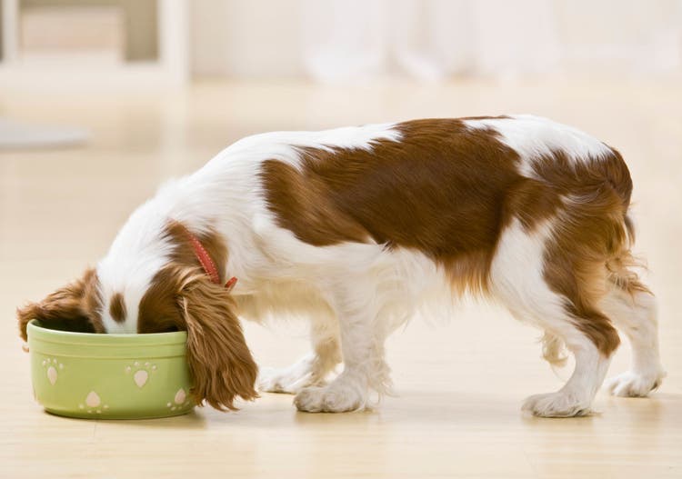 feeding your pregnant dog