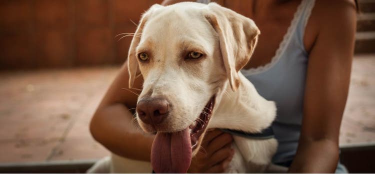 A dog sticking its tongue out.