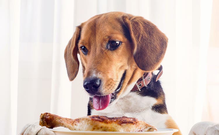 Dog eating chicken drumstick.