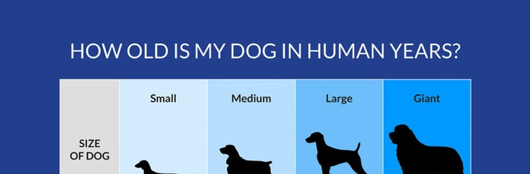 A group of dogs with different sizes AI-generated content may be incorrect.