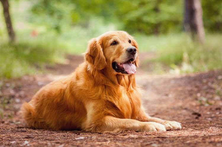 Vaginal discharge in dogs.