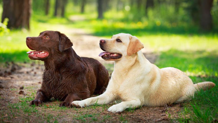 hermaphrodite dog