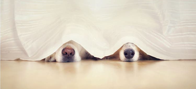 Two dogs hiding from fireworks in the curtains.