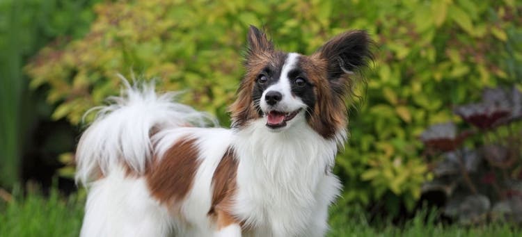 A healthy Papillon dog.