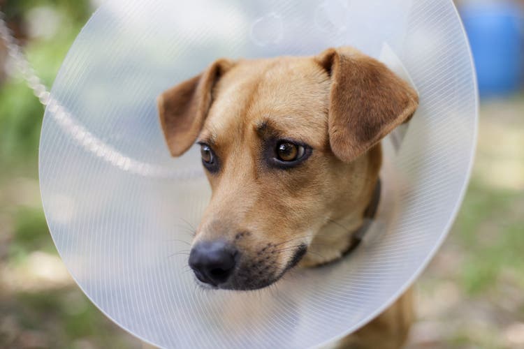 postoperative complications in dogs