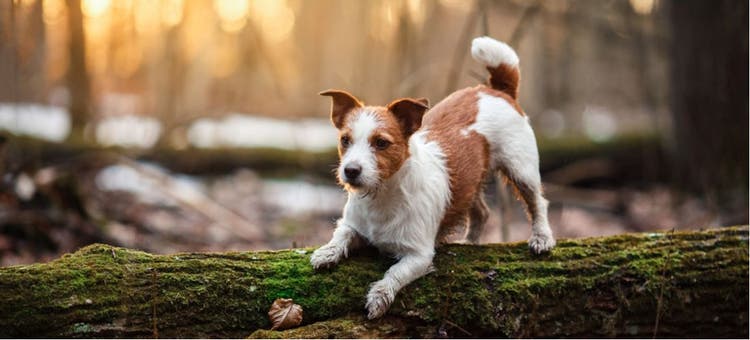 A dog pounces on a fallen tree.