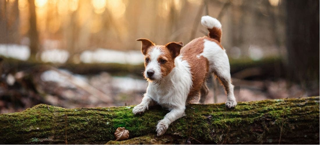 Cystine stones shop and neutering