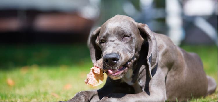 A dog chewing on a pig's ear.