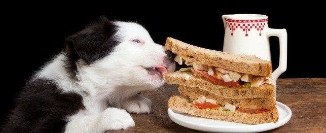 gluttony bloat in dogs