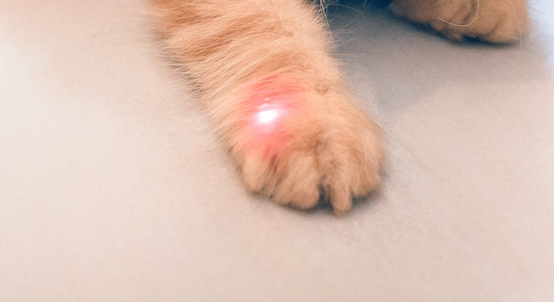 Are Laser Pointers Safe for Dogs and Other Pets?