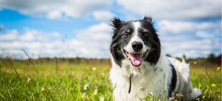 A happy senior dog plays in the park.
