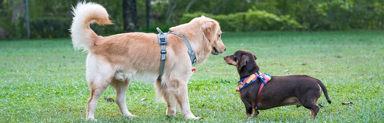 A dog looking at another dog AI-generated content may be incorrect.