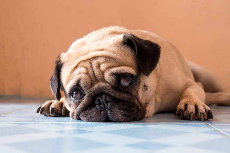 Balanoposthitis in dogs