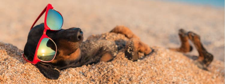 A dachshund bathing in the sun.