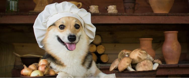 Store-bought mushrooms are non-toxic for dogs, but avoid fatty preparations and large pieces.