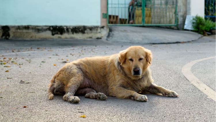 A mangy dog lies on the pavement.