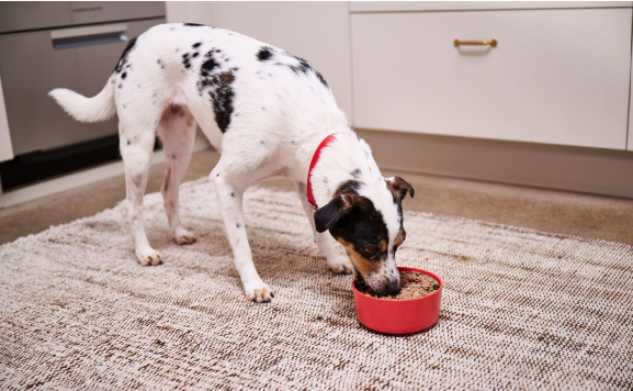 A dog eating from a bowl Description automatically generated