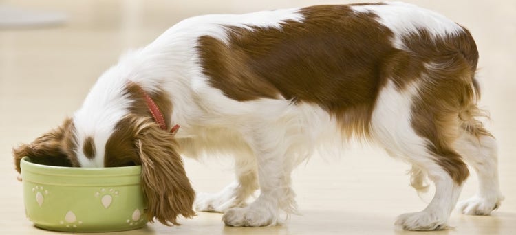 A dog with a toy AI-generated content may be incorrect.