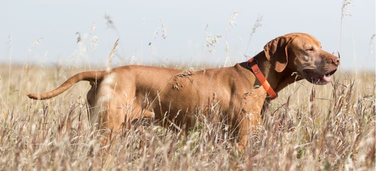 Dogs who play in tail grass are at risk of injury or infection from grass seeds.