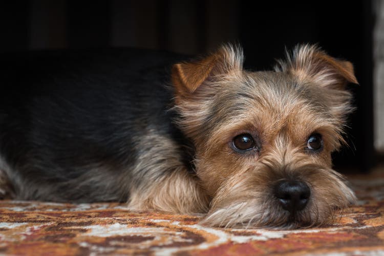 tumors of the penis and prepuce in dogs