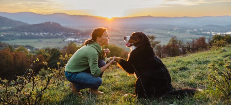 A person and a dog on a hill AI-generated content may be incorrect.