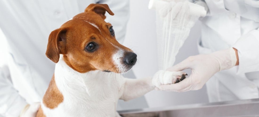 Ways to Spot a Broken Bone in Dogs PetPlace