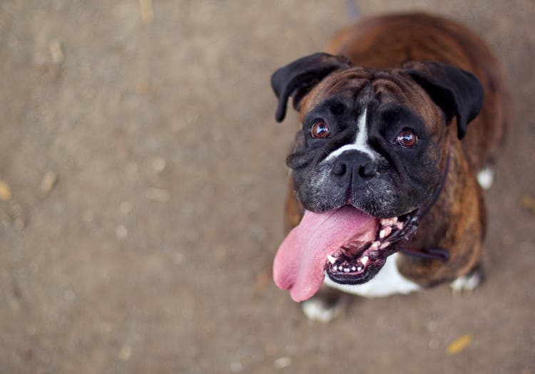 Is genital licking in dogs normal?