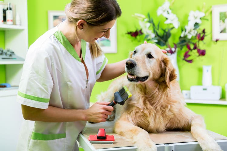 Acute polyradiculoneuritis in dogs