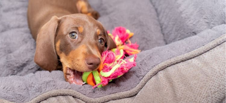 A teething dog chews on a toy.
