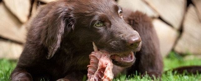 listeria in dogs