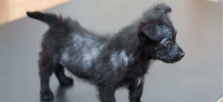 A black puppy suffering from alopecia.