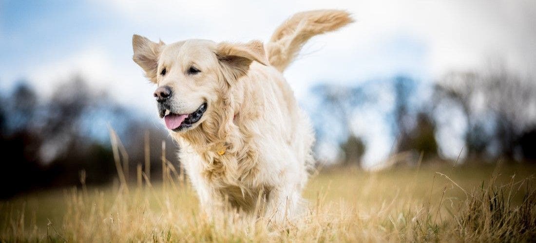 Puppy with hip dysplasia sales running
