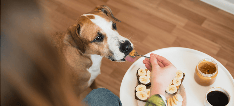 A dog eats a spoonful of peanut butter.