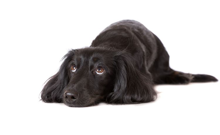 abscess in dogs