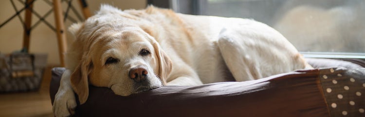 A dog lying on a couch AI-generated content may be incorrect.